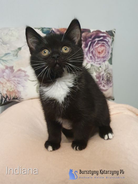 Kotka brytyjska BSH N 03