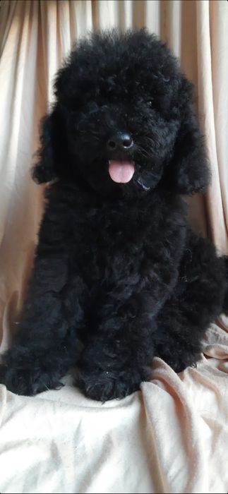 Той-пудель. Клубний хлопчик. З документами.