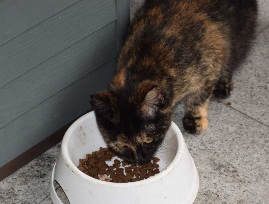 Gatinha para doação responsável