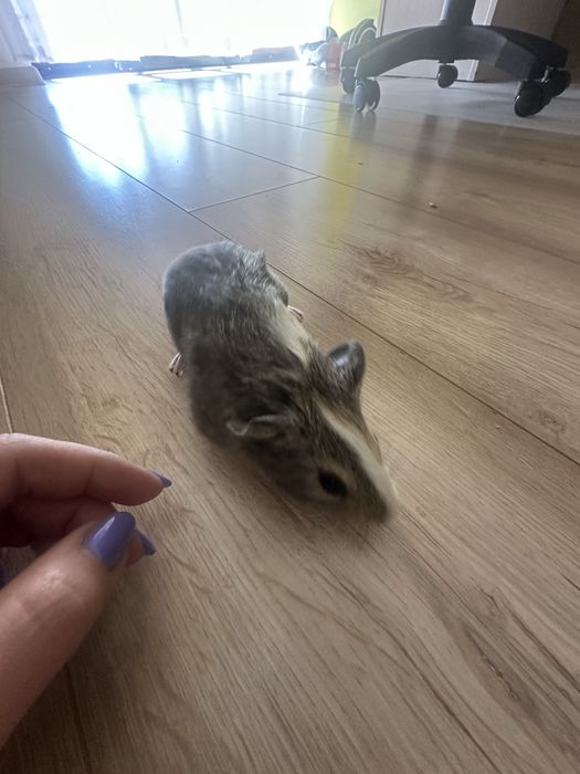 Świnka morska z lutego