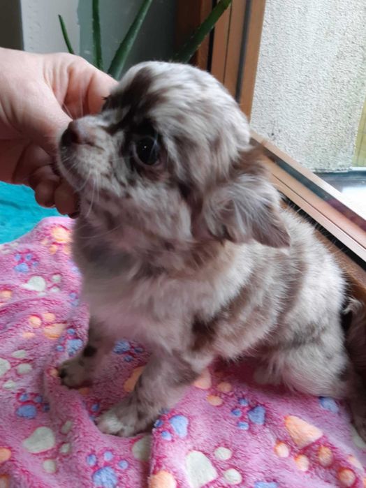 Chihuahua długowłosy Piesek Beżowy Merle