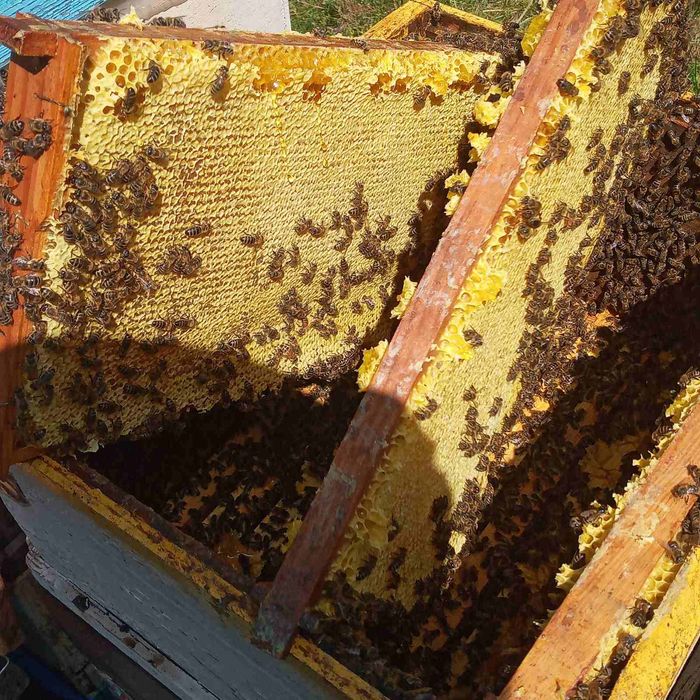 Продам бджолосім'ї пасіка