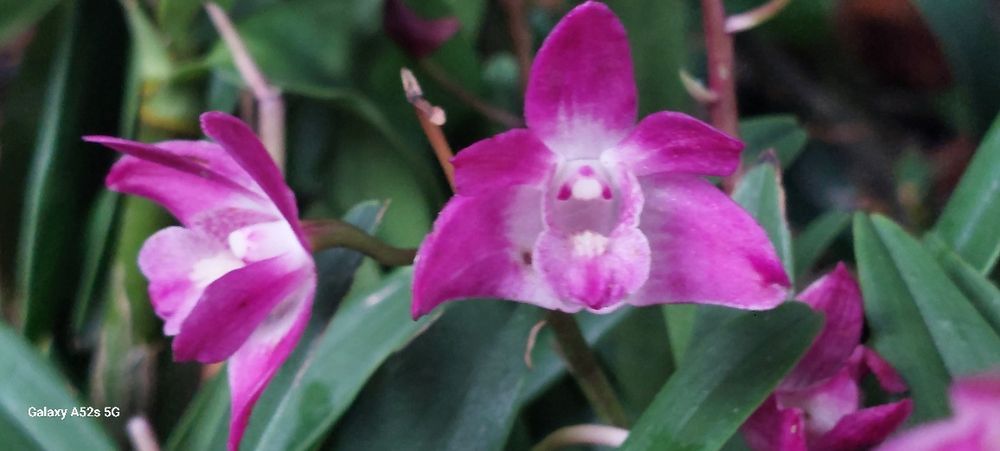 Vendo 2 keikis  orquídea Dendrobium kingianum