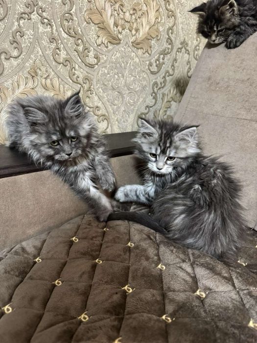 Кошенята Мейн-кун