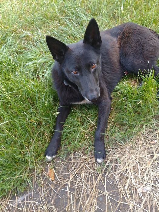 Чудовий песик у пошуках родини