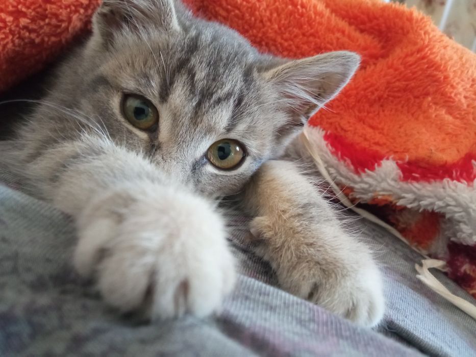 кошеня дівчинка Васелина