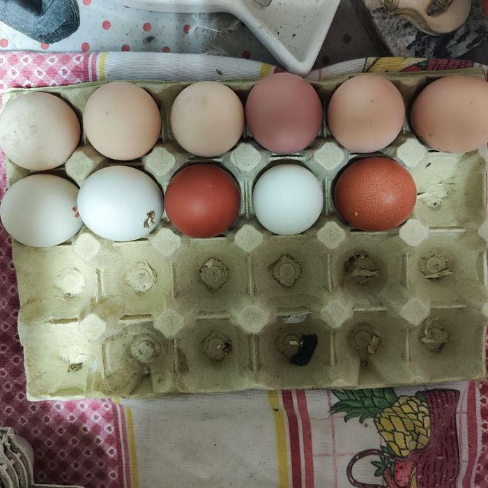 Ovos caseiros faça a vossa encomenda