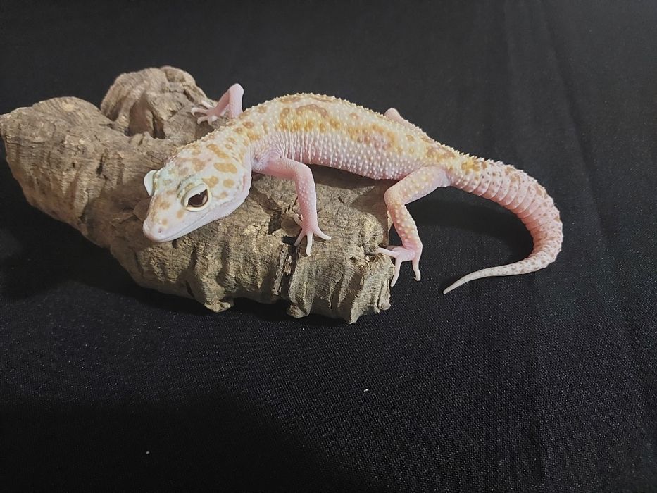 Gekony lamparcie samiczki