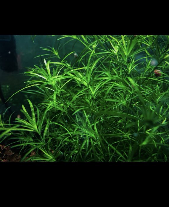 Najas guadalupensis (Guppy Grass)