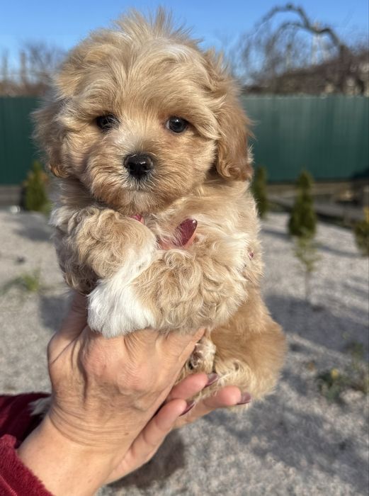 Очаровательные Мальтипу