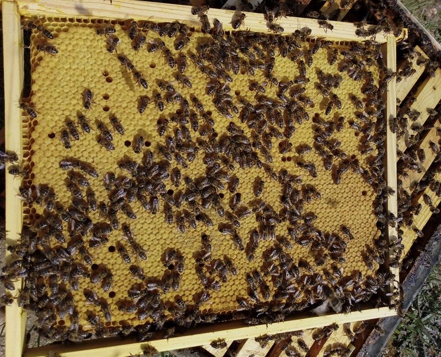 Enxames abelhas - Colmeia Lusitana