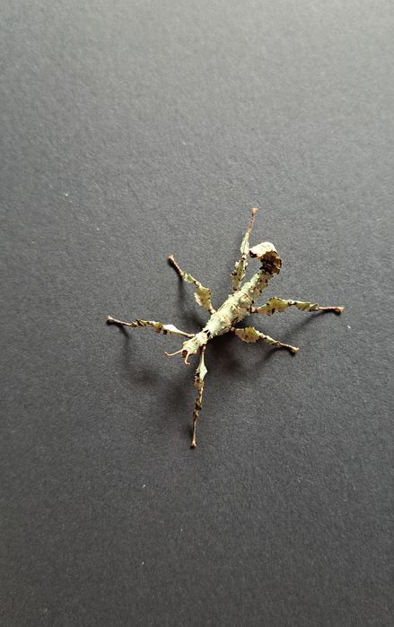 Straszyk australijski / Extatosoma tiaratum
