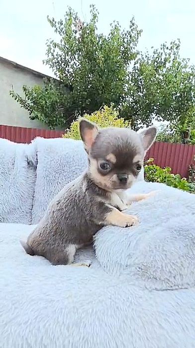Chihuahua type_Cobby Mini Blue tan super!