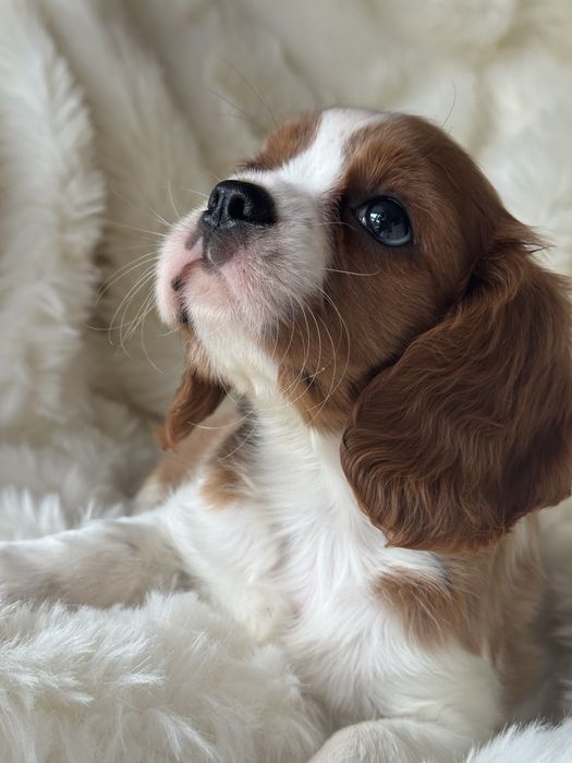 Sunia - Cavalier King Charles  Spaniel