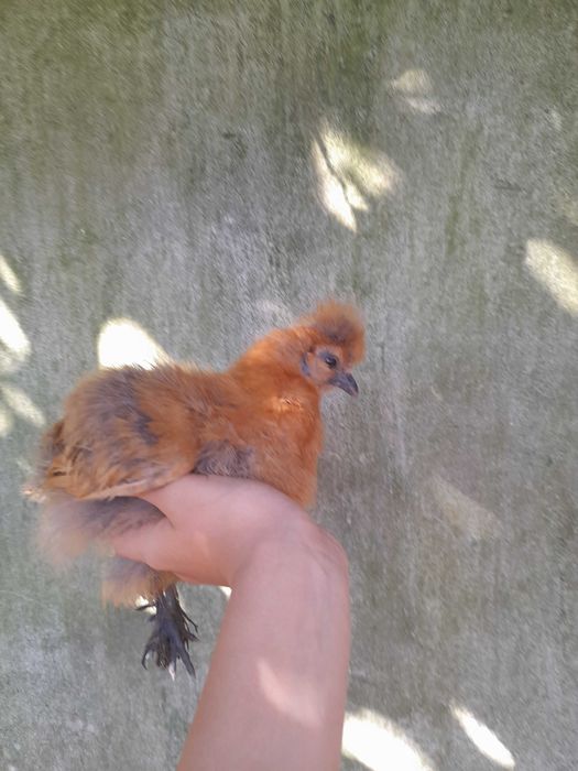 Ovos de raça pura sedosa