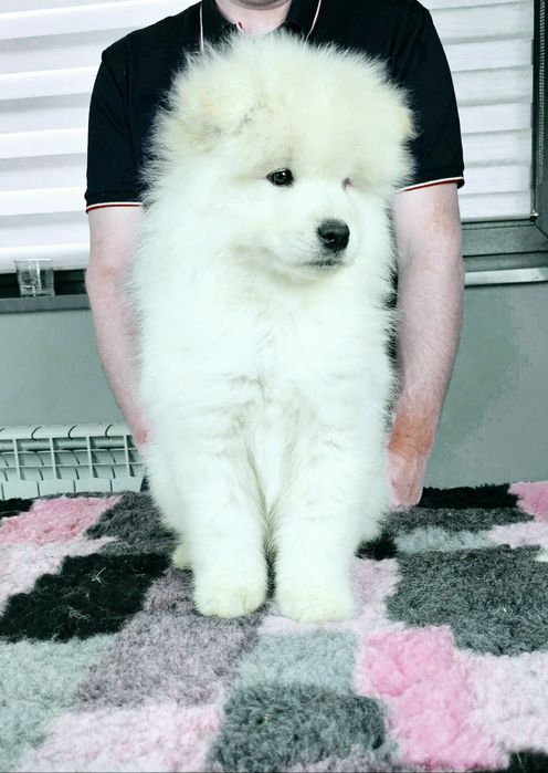 Samoyed samojed doskonały rodowód ZKwP FCI