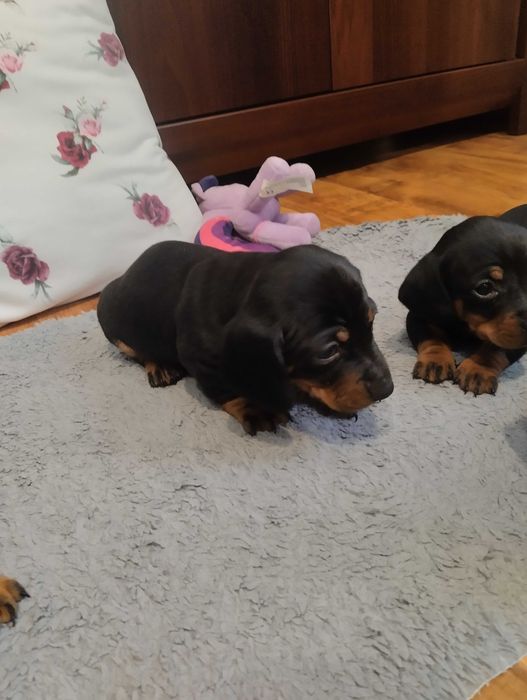 Jamnik szczeniak czarno podpalany