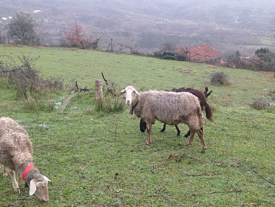 Ovelha e anha a parir primeira vez