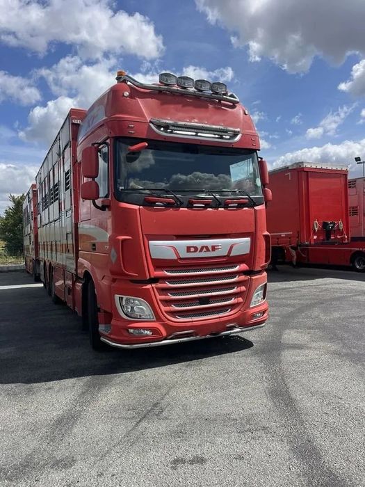 DAF XF 460 + Przyczepa Pezzaoli - 3X Trzoda, 2 X Bydło I 3 poziomy  I Podnoszony dach I Hydroburta I Osie Skrętne I Poidła I Wentylatory I Pilot Manualny | Euro5