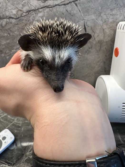 Urocze, Młode Jeżyki Pigmejskie z Domowej Hodowli