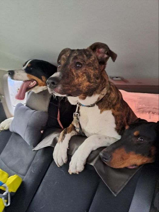 Перетримка собак (трансфер)