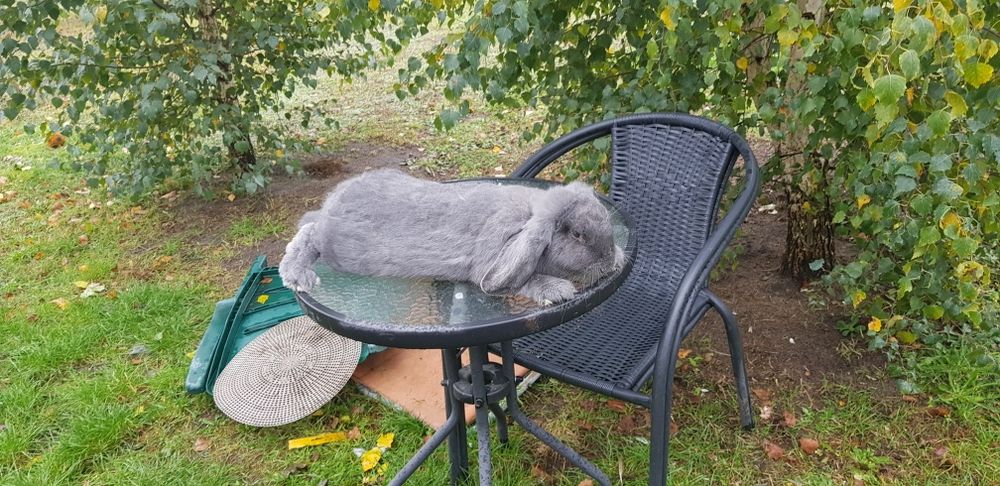 Sprzedam królika barana francuskiego