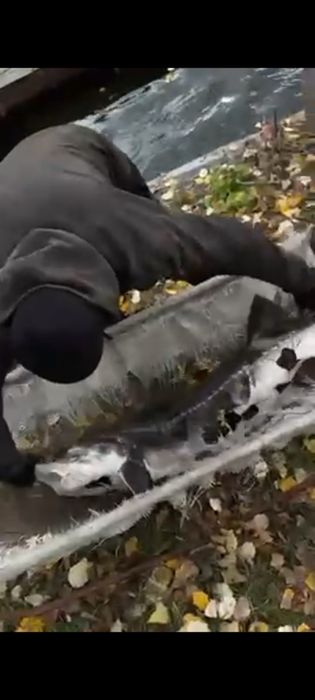 Великих розмірів осетр для  святкового столу виключно живий