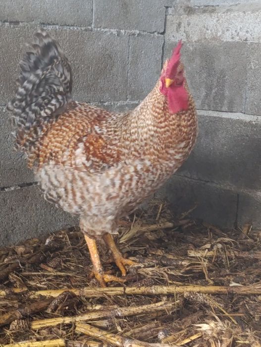 Vendo galo caseiro  criado ao ar livre.