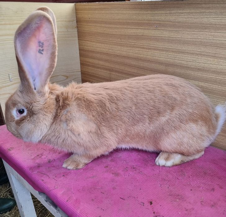 Olbrzymy belgijskie żółte