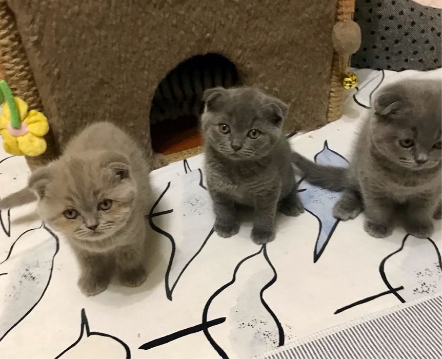 Шотландские вислоухие котята.