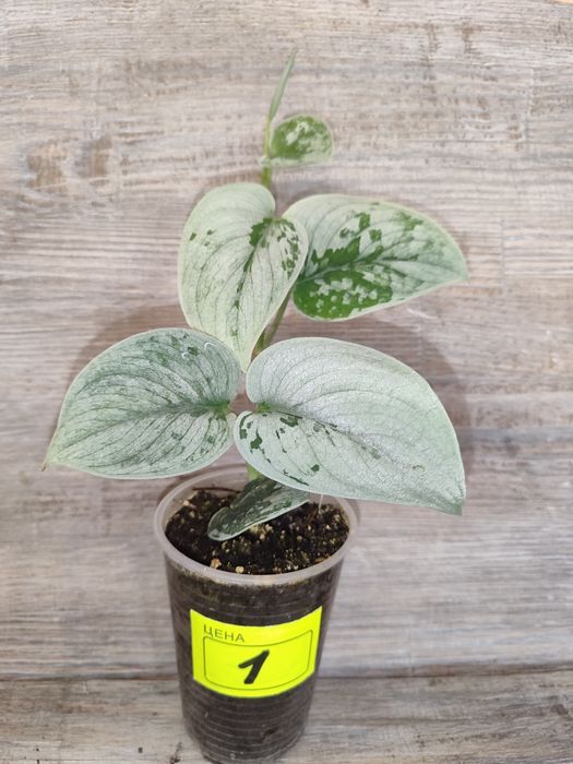 Продам Епіпремнум, сциндапсус, Пінатум -різних сортів