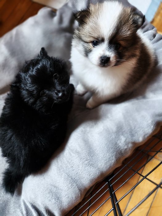 Szpic miniaturowy pomeranian