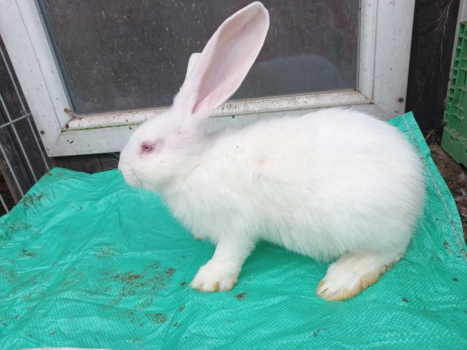 Belgijski Olbrzym Biały