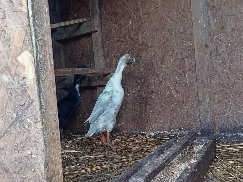 Kaczki biegus indyjski