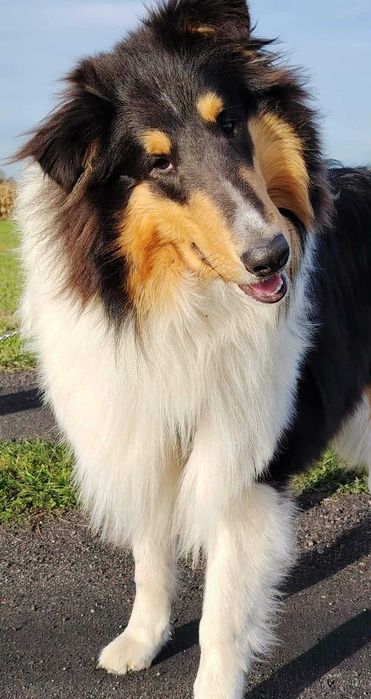 Dostępny śliczny piesek Owczarek Szkocki Długowłosy