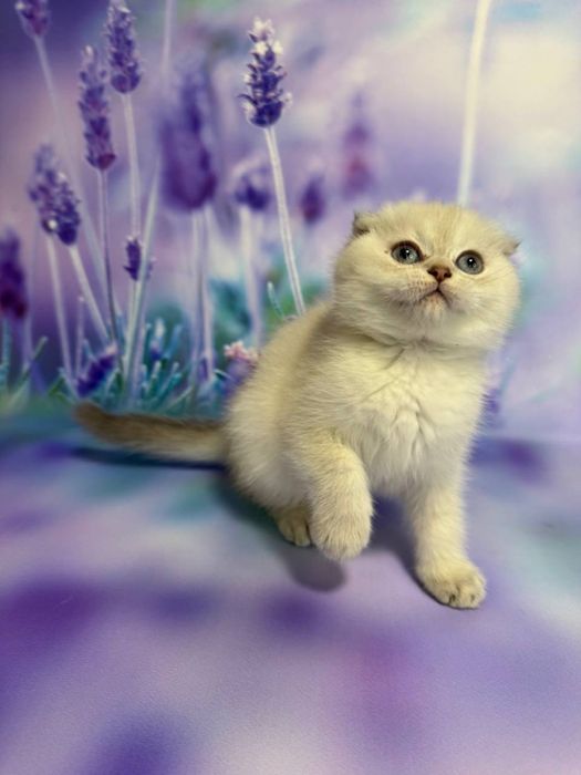 Красунечка Фіфа