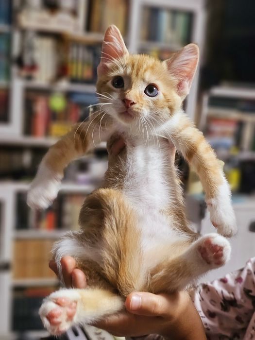 Двух кольоровий хлопчип