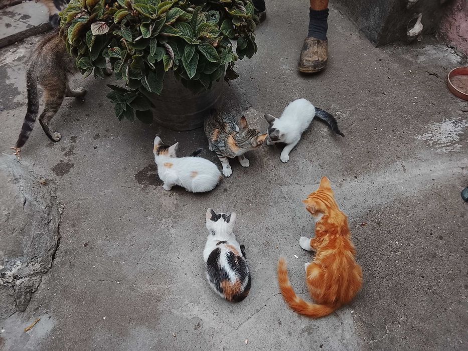 Gatinhos para adopção