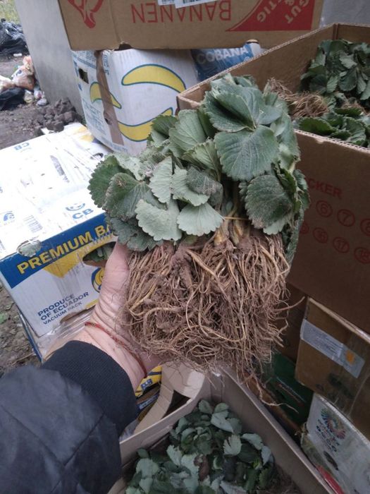 Саджанці полуниці, малини та смородини оптом, Родріб. Кращі сорти