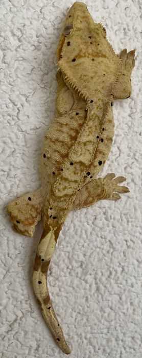 Gekon orzsiony samiec SAMICA