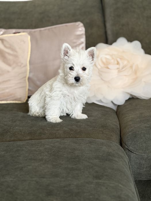 West Terrier Piesek