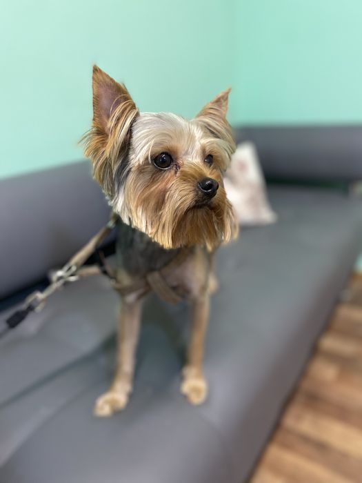 Вʼязка Йоркшерський терєр