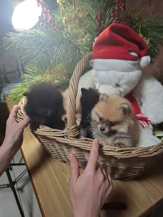 Продажа малышей к праздникам.