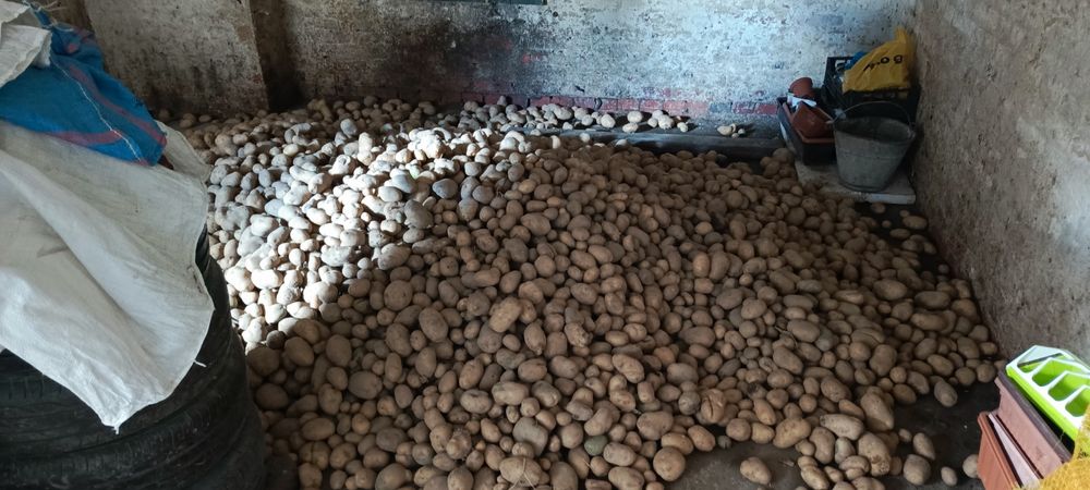 ziemniaki kartofle pyry