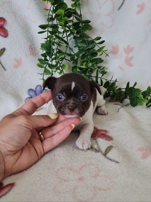 Excelente mini Chihuahua/Chiuaua de Qualidade. Lunhagem Russa