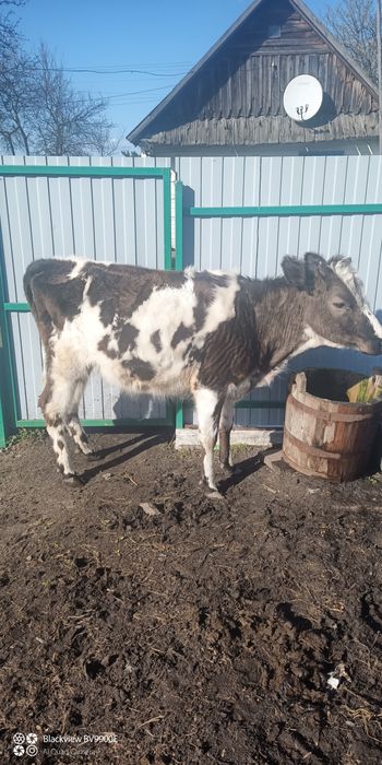 Продам телушку. Ціна договірна.