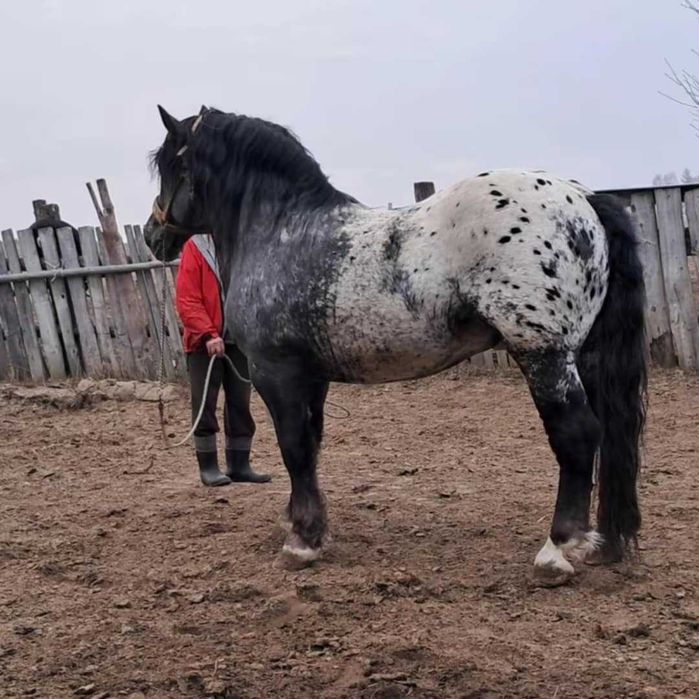 Tarant ogier bardzo spokojny