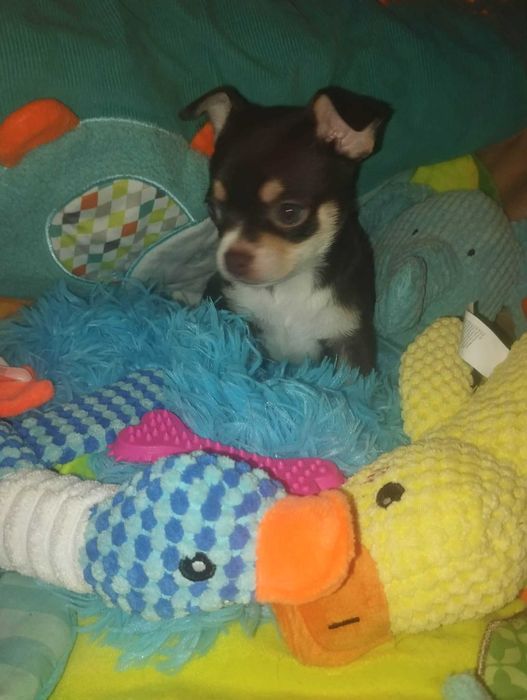 Piesek Chihuahua krótkowłosy