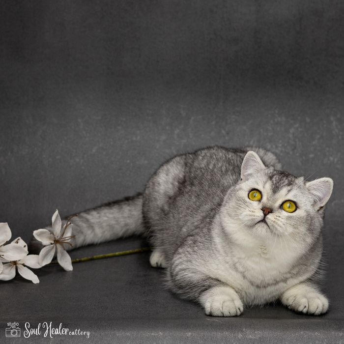 Шотландське кошеня