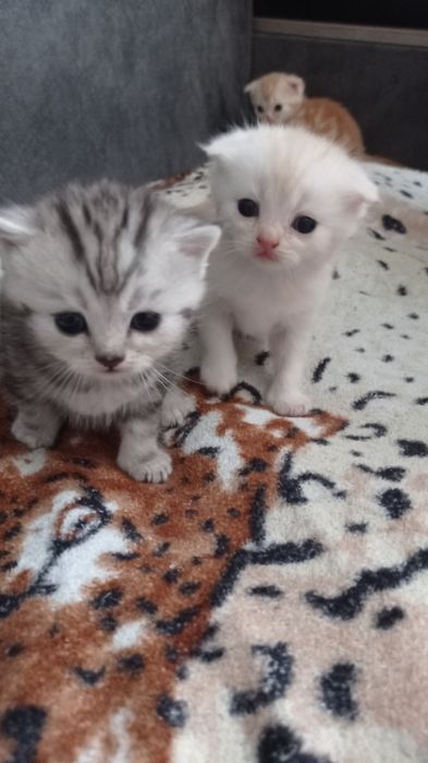 Шотландські кошенята